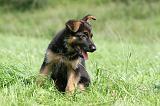 BERGER ALLEMAND 806